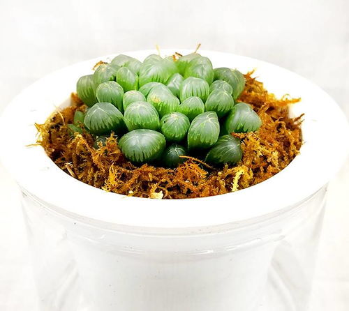 懒人绿植鲜花图片_懒人绿植鲜花图片高清--第1张