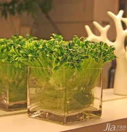 懒人露台绿植怎么养才好_懒人露台绿植怎么养才好看视频--第1张