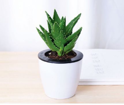 新入手懒人绿植_懒人养的绿植有哪些--第1张