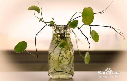 适合懒人的大型绿植有哪些_懒人 绿植--第1张