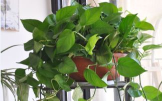 懒人养乌龟绿植怎么养_乌龟植物怎么养--第1张