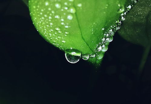 适合懒人养的绿植说说_适合懒人养的花草--第1张