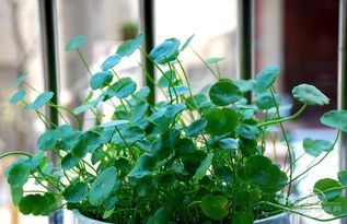 懒人绿植组合图片欣赏_懒人养的绿植有哪些--第1张