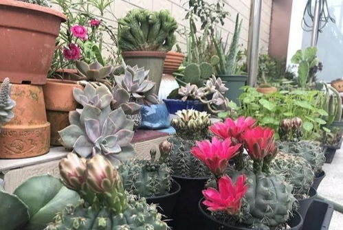 懒人花开绿植图片大全_继续搜索懒人花卉--第1张
