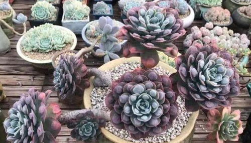 懒人就养这些绿植的说说_懒人养花说说--第1张