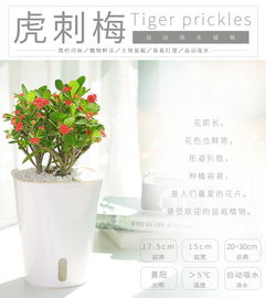 懒人园艺鲜花绿植推荐理由_关于鲜花绿植的推广文案--第1张