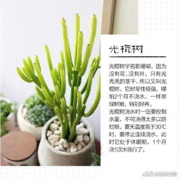 懒人适合养什么便宜绿植_12种最适合懒人养的--第1张