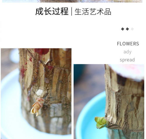 懒人最好养活的绿植是什么_懒人养植物哪种容易活--第1张
