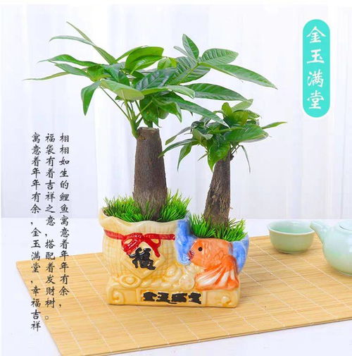 室内懒人盆景花卉绿植批发_室内花草盆景--第1张
