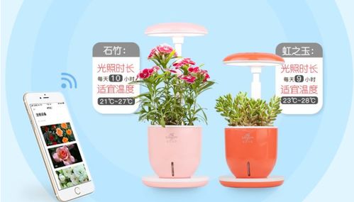 懒人可养的高大的绿植是什么_适合懒人养的大型花--第1张
