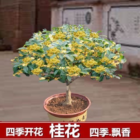 客厅好养的懒人绿植_客厅好养的花草植物有哪些--第1张