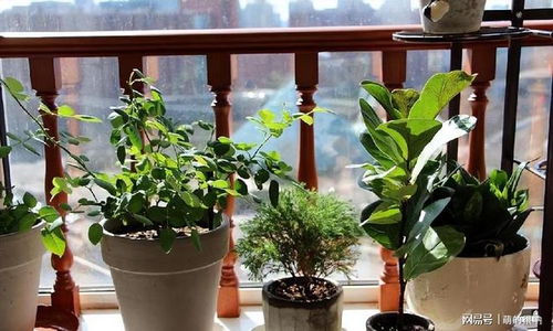 室内种的懒人绿植图片大全_室内种植的花草有哪些--第1张