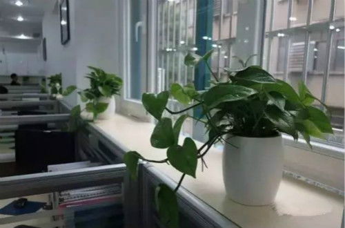 适合办公室懒人养绿植吗_适合办公室养的绿植物--第1张