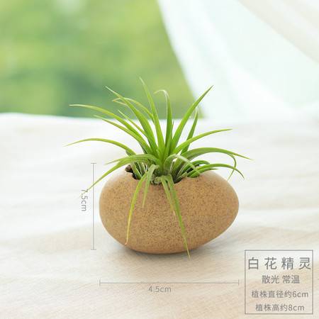 懒人绿植有哪些_108种懒人植物--第1张