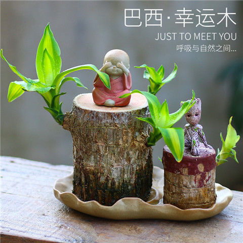 进口绿植懒人木咋养_10种公认最好的绿植--第1张