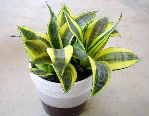 家庭懒人绿植推荐品种大全_家庭懒人绿植推荐品种大全图解--第1张