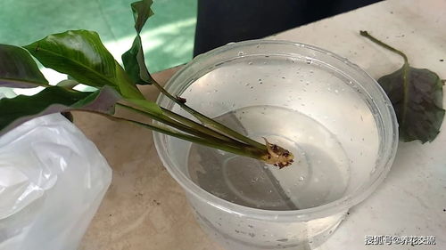 懒人桌面绿植推荐喜阴_桌面喜阴植物--第1张