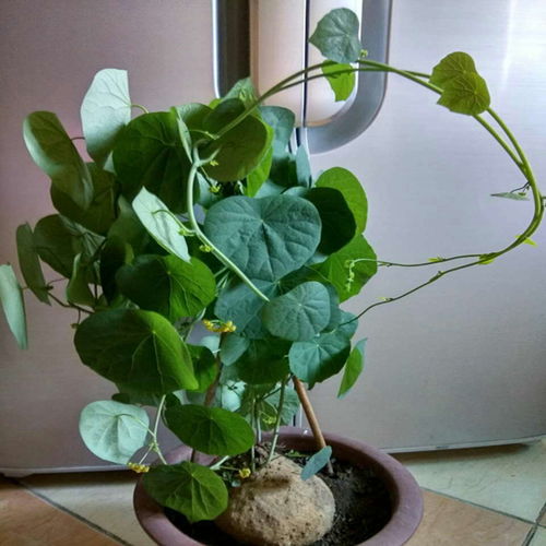 血藤山乌龟懒人绿植盆栽_血藤山乌龟的作用与毒性--第1张