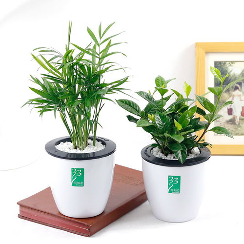 客厅小盆懒人绿植_客厅小盆栽植物--第1张
