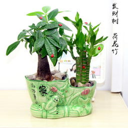 懒人绿植福袋图片高清_招财背景墙图片大全--第1张