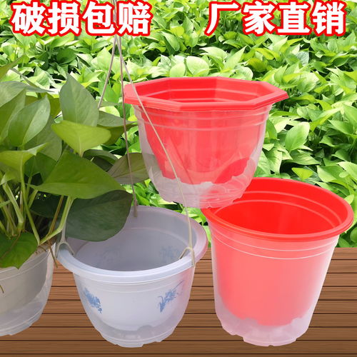 懒人绿植花特价大清仓_懒人花盆价格--第1张