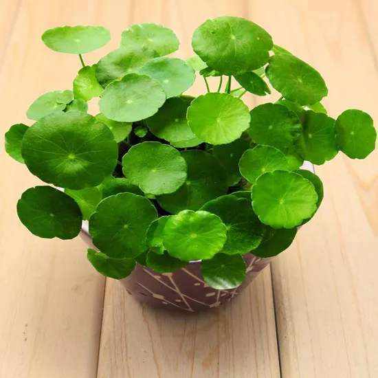 绿植懒人养龟好吗_绿植懒人养龟好吗图片--第1张