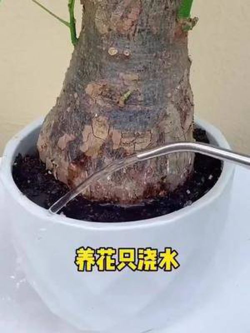懒人养花有哪些绿植呢视频_懒人养植物--第1张