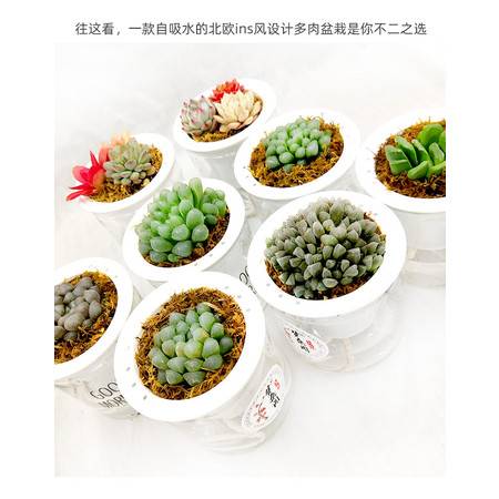 懒人绿植盆栽礼物_适合懒人花盆的绿植--第1张