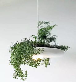懒人绿植布置文案朋友圈_懒人绿植布置文案朋友圈怎么写--第1张