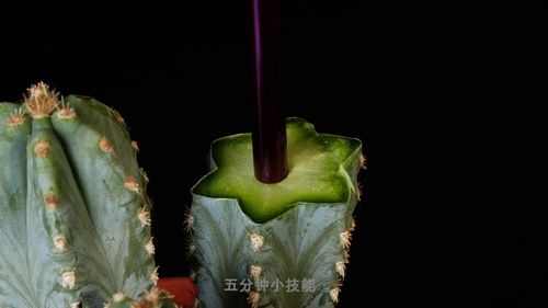 桌面绿植懒人绿植桌面园艺_桌面创意小植栽--第1张