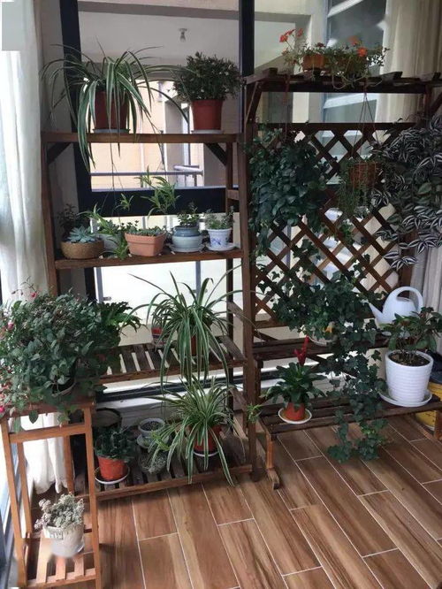 懒人露台绿植怎么养植视频_露台绿植小屋效果图--第1张