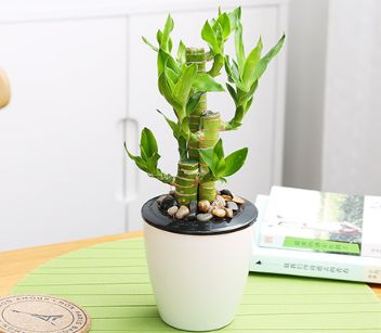 绿植懒人小盆栽_绿植懒人小盆栽图片--第1张