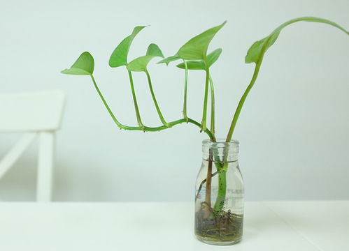 懒人高级水培绿植_水培绿植推荐--第1张