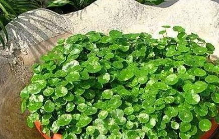 适合懒人养得绿植_适合懒人养得绿植植物--第1张