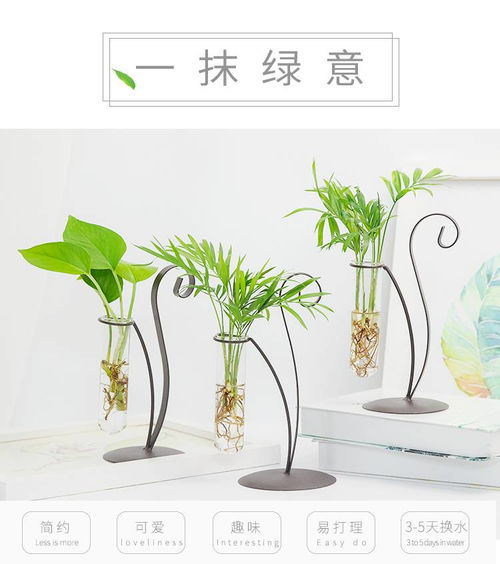 懒人水培绿植卧室_水培植物卧室摆放--第1张