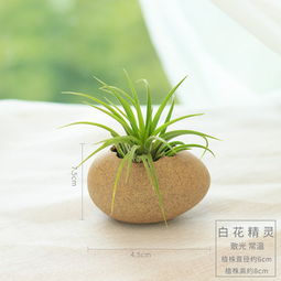 懒人绿植景观图片_懒人 绿植--第1张