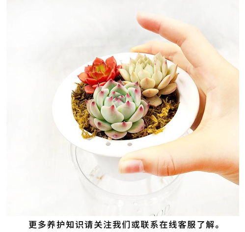带懒人花盆绿植_懒人花盆种什么花比较好--第1张