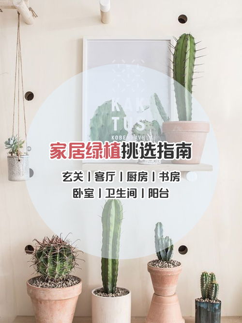 袖珍客厅懒人绿植_袖珍客厅懒人绿植图片--第1张