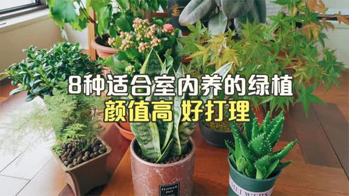懒人适合养绿植_适合懒人养的绿植--第1张