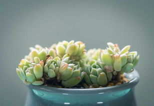 客厅适合的绿植懒人_想问一下客厅用什么绿植比较好--第1张