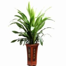 办公绿植懒人款_办公室绿植花卉--第1张