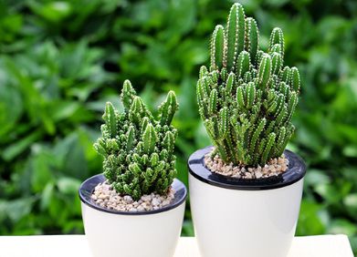 绿植直播懒人养_直播卖绿植盆栽怎么做好--第1张