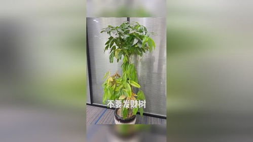 懒人绿植客厅搭配什么_客厅懒人植物--第1张
