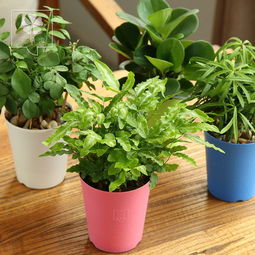 室内绿植大型绿植懒人_室内绿植小型--第1张