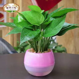 绿植懒人盆批发_植物懒人盆怎么使用--第1张