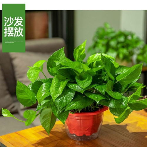 室内桌面绿植懒人_室内桌面种什么盆景好--第1张