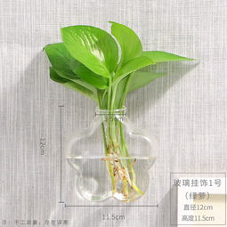 房间懒人水培绿植_室内养水培植物--第1张