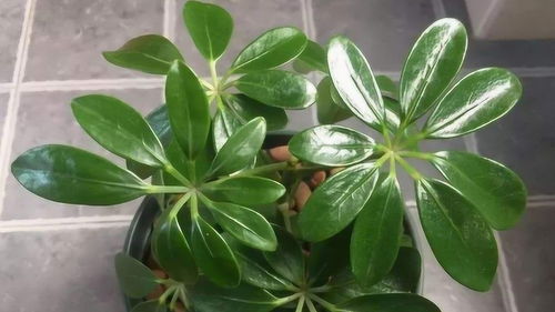 懒人绿植鸭脚木_鸭脚木绿植怎么养--第1张