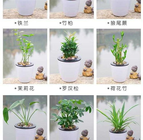 懒人花卉绿植_懒人植物花卉--第1张