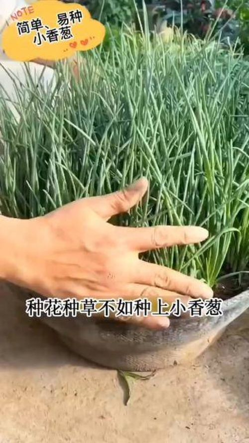 懒人绿植桌面景观_绿植桌面盆景--第1张